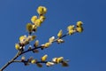 Common Sallow golden yellow catkins are the harbinger of spring