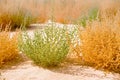 Common Saltwort, prickly glasswort or prickly saltwort Salsola kali Autumn bloom in green and yellow colors. Close up of Royalty Free Stock Photo