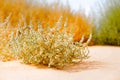 Common Saltwort Salsola kali Autumn bloom. Close up of beautiful plants on the beach Royalty Free Stock Photo