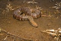 Common Sand Boa, Eryx conicus. Boidae. Non venomous. Kolhapur, Maharashtra Royalty Free Stock Photo