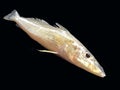 Common sand fish
