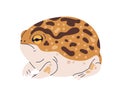 Common sand frog, sandy Tomopterna cryptotis. African amphibian reptile with spots. Exotic tropical wild animal, big