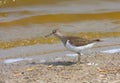 Common sandpiper