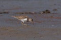 Common sandpiper  Actitis hypoleucos Royalty Free Stock Photo