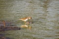The common sandpiper Actitis hypoleucos with reflection, Lake Mburo National Park, Uganda.