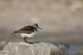 Common Sandpiper Actitis hypoleucos