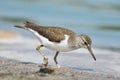 Common Sandpiper Actitis hypoleucos