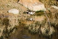 A common sandpiper bird, long beak brown and white, looking for food on the water bank in marshland Royalty Free Stock Photo