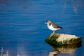A common sandpiper bird, long beak brown and white, resting on a rock in brackish water in Malta