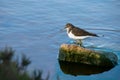 A common sandpiper bird, long beak brown and white, walking through brackish water in Malta Royalty Free Stock Photo