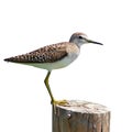 Common Sandpiper bird Royalty Free Stock Photo