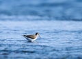 Common sandpiper bird standing in ocean water. Small bird. Bird at sea.