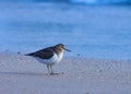 Common sandpiper bird standing on Sandy beach. Waterbird. Natural wallpaper.