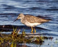 Common Sandpiper Photo and Image. Close-up side view foraging for food in a marsh environment and habitat. Sandpiper Picture Royalty Free Stock Photo