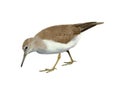 Common sandpiper