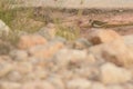 Common Sandpiper in a dried river bed Royalty Free Stock Photo