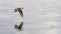 Common Sandpiper in Flight Royalty Free Stock Photo