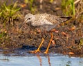 Common Sandpiper Photo and Image. Sandpiper foraging for food in a marsh environment and habitat displaying its long bill and Royalty Free Stock Photo