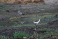 A common sandpiper foraging for food Royalty Free Stock Photo