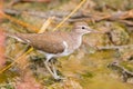 Common Sandpiper, Palearctic wading bird stands on muddy ground Royalty Free Stock Photo