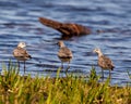 Common Sandpiper Photo and Image. Sandpiper birds close-up rear view by the water and foraging for food in a marsh environment Royalty Free Stock Photo