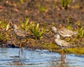 Common Sandpiper Photo and Image. Sandpiper birds close-up side view foraging for food in a marsh environment and habitat with a Royalty Free Stock Photo