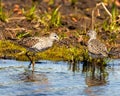 Common Sandpiper Photo and Image. Sandpiper birds close-up standing in water and foraging for food in their marsh environment and Royalty Free Stock Photo