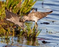 Common Sandpiper Photo and Image. Sandpiper birds foraging for food in a marsh environment and habitat. Sandpiper Picture. Two Royalty Free Stock Photo