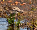 Common Sandpiper Photo and Image. Sandpiper birds side view foraging for food in their marsh environment and habitat surrounding Royalty Free Stock Photo