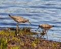 Common Sandpiper Photo and Image. Sandpiper birds view foraging for food in their marsh environment with a blue water background Royalty Free Stock Photo