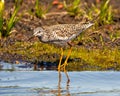 Common Sandpiper Photo and Image. Sandpiper close-up side view foraging for food in its marsh environment and habitat surrounding Royalty Free Stock Photo