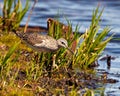 Common Sandpiper Photo and Image. Sandpiper close-up side view foraging for food in a marsh environment and habitat with a blue Royalty Free Stock Photo