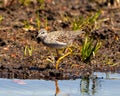 Common Sandpiper Photo and Image. Sandpiper close-up side view foraging for food in a marsh environment and habitat with a blur Royalty Free Stock Photo