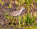 Common Sandpiper Photo and Image. Sandpiper close-up side view foraging for food in a marsh environment and habitat with a blur Royalty Free Stock Photo