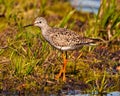 Common Sandpiper Photo and Image. Sandpiper close-up side view foraging for food in a marsh environment and habitat Royalty Free Stock Photo
