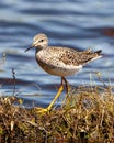 Common Sandpiper Photo and Image. Sandpiper close-up side view in its marsh environment and habitat with a blue water background Royalty Free Stock Photo