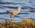 Common Sandpiper Photo and Image. Sandpiper close-up side view in its marsh environment and habitat with a blue water background Royalty Free Stock Photo