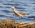 Common Sandpiper Photo and Image. Sandpiper close-up side view in its marsh environment and habitat with a blue water background Royalty Free Stock Photo