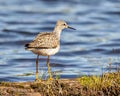 Common Sandpiper Photo and Image. Sandpiper close-up side view standing on a log with moss in its marsh environment and habitat Royalty Free Stock Photo