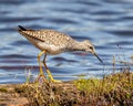 Common Sandpiper Photo and Image. Sandpiper close-up side view standing on a log with moss in its marsh environment and habitat Royalty Free Stock Photo