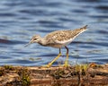 Common Sandpiper Photo and Image. Sandpiper close-up side view standing on a log with moss in its marsh environment and habitat Royalty Free Stock Photo