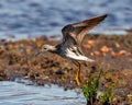 Common Sandpiper Photo and Image. Sandpiper close-up view flying and take off with splashing water with a blue water background in Royalty Free Stock Photo