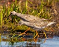 Common Sandpiper Photo and Image. Sandpiper couple walking in the water and foraging for food in their marsh environment and Royalty Free Stock Photo