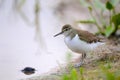 Common sandpiper at river bank