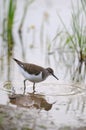 Common sandpiper at river bank