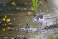 Common sandpiper at river bank among water flowers
