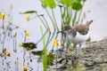 Common sandpiper at river bank among water flowers