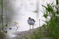 Common sandpiper at river bank among water flowers