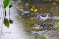 Common sandpiper at river bank among water flowers