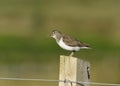 Common Sandpiper Royalty Free Stock Photo